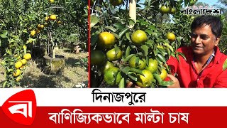 দিনাজপুরে মাল্টা ও কেনু ফলের আশানুরূপ উৎপাদন | Malta @ProtidinerBangladesh