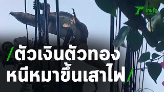 ตัวเงินตัวทองหนีหมาขึ้นเสาไฟฟ้าสูง 6 เมตร กู้ภัยใช้ไม้ไผ่ดันร่วงลงไปในสวน | Thairath Online