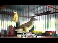 masteran burung jahat full besetan bird of indonesia