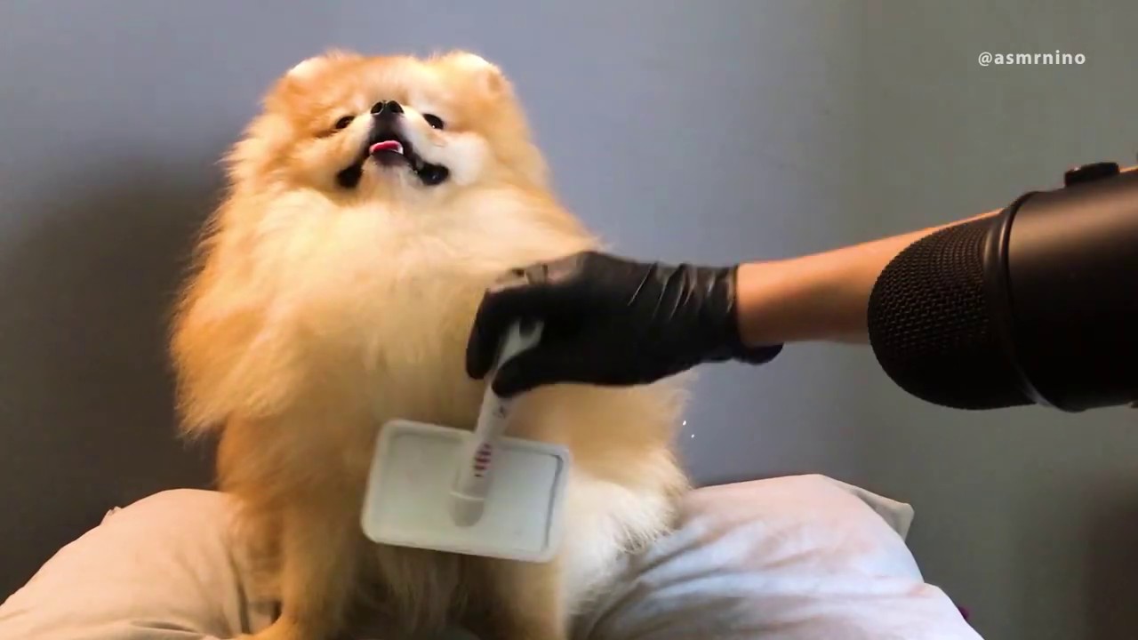 Asmr Brushing Pomeranian Dog Youtube