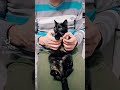 Cat TikTok TREND! | PushPaws #shorts