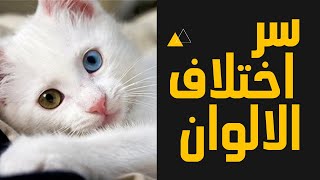 سر اختلاف الوان العيون عند بعض الناس 🤔