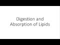 Digestion and Absorption of Lipids - Physiology