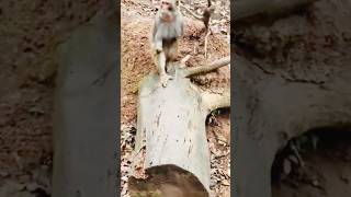 funny monkey walking video #funny #monkey #animallover #shorts