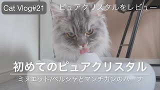 【猫Vlog#21】セラミックのピュアクリスタルをレビュー|いたずら好きの猫のために|ミヌエット/ペルシャとマンチカンのハーフ