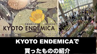 KYOTO ENDEMICAで買ったもの紹介