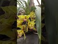 cymbidium orchid flower ❤️