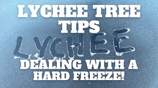 Cold Hardy Lychee Trees Shakes off a Hard Freeze