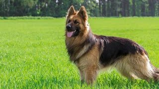 The DARK Truth About German Shepherds Nobody Tells You? The Legend vs. The Reality