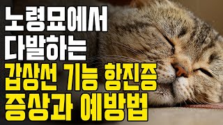 고양이에서흔한 질환인 갑상선 기능 항진증의 모든것