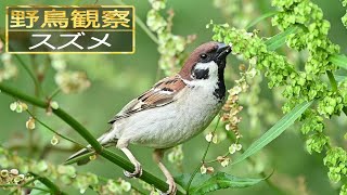 【スローモーションで野鳥観察】スズメ【特別な事は何も起こらない動画】