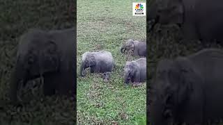 #awaazshorts | Elephants Playing with Water in Kaziranga National Park, Assam | #shorts