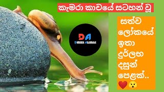 කැමරා කාචයේ සටහන් වූ සත්ව ලෝකයේ ඉතා දුර්ලභ දසුන් පෙළක්..❤️😯 #Dumindu_Achintha