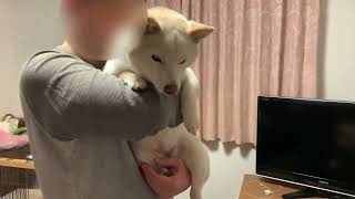 【柴犬】ユキちゃん、お休みなさい💤