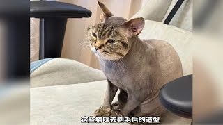 可爱的猫咪去剃毛，你觉得哪只更搞笑？