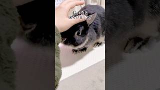 飼い主を困らせるうさぎ　#shorts #rabbit  #うさぎ