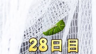 アゲハ蝶 成長日記 2019/10/29 6:30（幼虫～サナギになるまで）28日目【Swallowtail butterfly growth diary / October 29, 2019　】