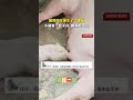 豬媽媽生崽生了個獨苗，小豬崽被餵得白白胖胖的～ cuteanimal cute