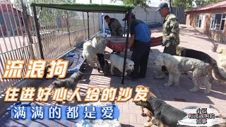 流浪狗救助站完善中，屋子里摆上好心人给的沙发，真的是爱心满满   －Dog rescue in China-20210608