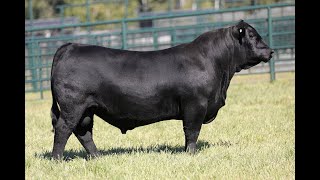 Lot 33 - Montana Latigo 3211