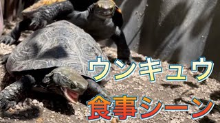 超貴重。ウンキュウの食事シーン【クサガメ×イシガメのハイブリッド】