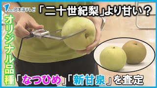 【鳥取オリジナル梨の２品種】出来栄えを確認　二十世紀梨より糖度が高く人気　「なつひめ」「新甘泉」を査定　鳥取県北栄町