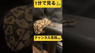 [1 minute view of ball python handling] #shorts #ballpython