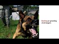 Proactive Dog Training Guide: Tips and Tricks