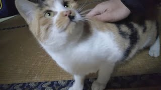 【TNR】さくら猫になった三毛猫【野良猫 捕獲】