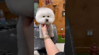 HUUUGE Bichon Frise face transformation 😱 #bichonfrise #doggroomingtips #jessronagrooming