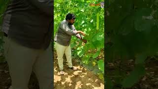 Cultivation of bottle gourd || సొరకాయ సాగు || #karshakavani || #bottle gourd || #karshakavanivideos|