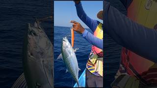 Tuna  fish catching #fishing #fish