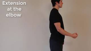 Muscle Actions: Triceps Brachii