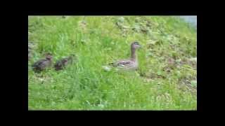 Утиная семья / Duck family