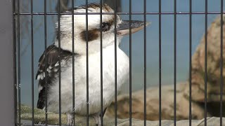 ワライカワセミ,福山市立動物園,広島県,Laughing Kookaburra,Fukuyama City Zoo,Hiroshima,Japan