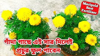 গাঁদা ফুল গাছে এই সার দিলেই প্রচুর ফুল পাবেন Marigold Plant Care & Best Fertilizer