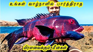 உங்கள் வாழ்நாளில் நீங்கள் பார்த்திராத அற்புதமான மீன்கள் | tamil amazing video