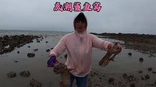 大海退潮后乱石区遗留很多海货，小郑徒手抓深海巨鲨和超大巨鳗！