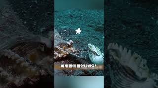 의외로 귀여운 문어 ㅋㅋㅋ