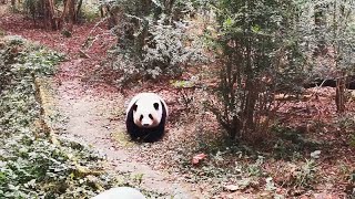 The panda Hehua is Grandpa Tan's darling.