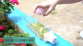 佛教中華康山學校_《小苜蓿的故事》- 小苜蓿種植過程短片