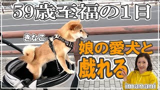 59歳【至福の１日】娘の愛犬きなこと戯れる／柴犬