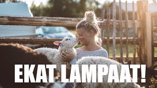 Nyt tuli lampaat! | MAATILAVLOGI | FINNISH HOMESTEAD