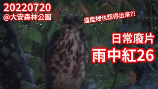 20220720 日常廢片 雨中紅26 @大安森林公園鳳頭蒼鷹