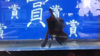 賞魚閣一頂級泰獅