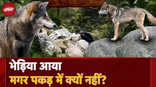 Wolf Attack Bahraich: बहराइच से सीतापुर तक भेड़ियों के बढ़ते कहर की इनसाइड स्टोरी