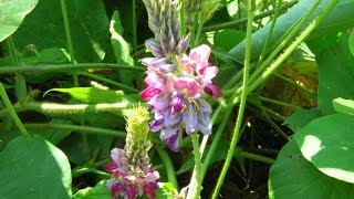 淀川河川敷の野の花♫野に咲く花のように♫レナマリア♫君の瞳に花を咲かせよう