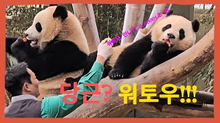 [바오패밀리 함께바오] Ep.80 윽 퉤퉤퉤! | Panda World