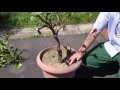 gardening chain how to prune a lemon tree recap with organic fertilizer thunder of fertilizer