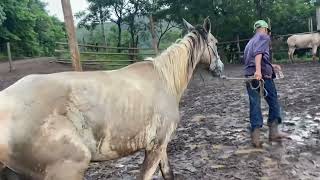 “Mesmo com muita chuva seguimos com a Doma da Potra Princesa”